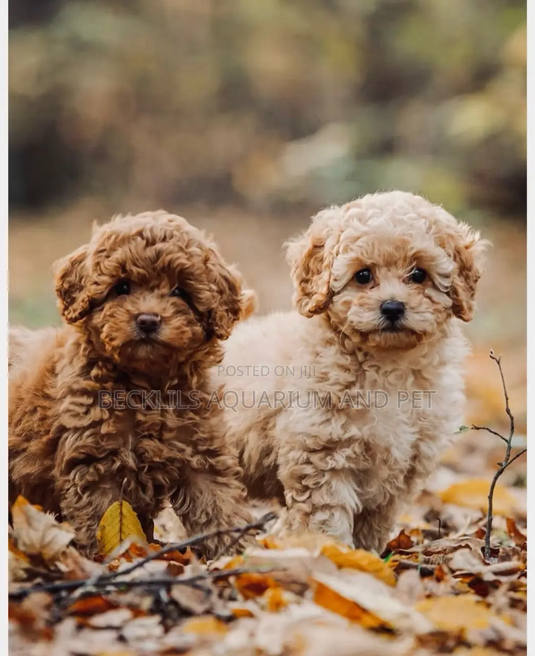1-3 months Female Purebred Poodle