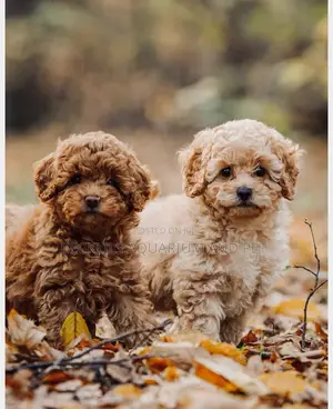 1-3 months Female Purebred Poodle