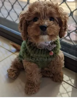 1-3 months Male Purebred Poodle