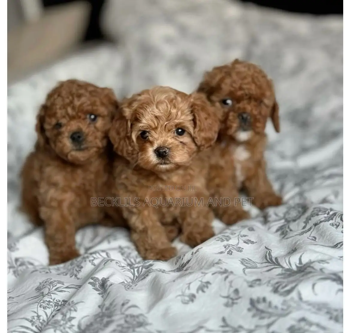 1-3 months Male Purebred Poodle