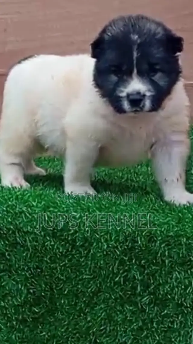 1-3 months Male Purebred Caucasian Shepherd