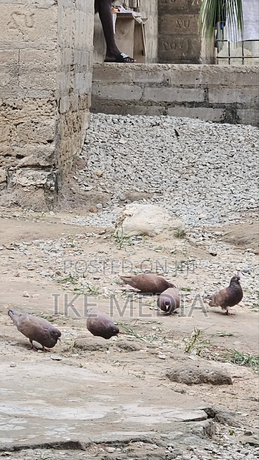 Recessive Red Pigeons