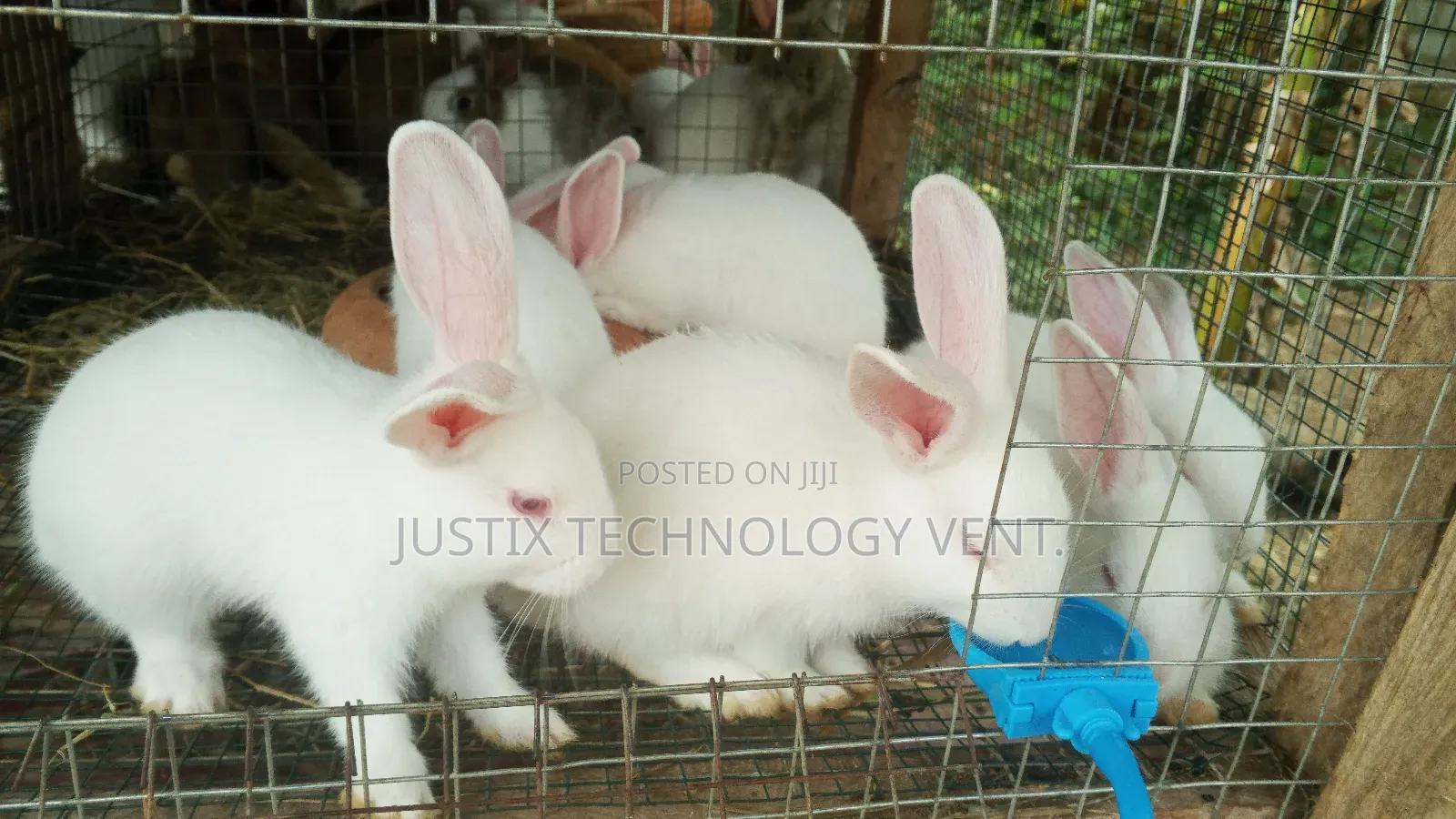 Rabbit Weaners (From Pure Breed Buck)