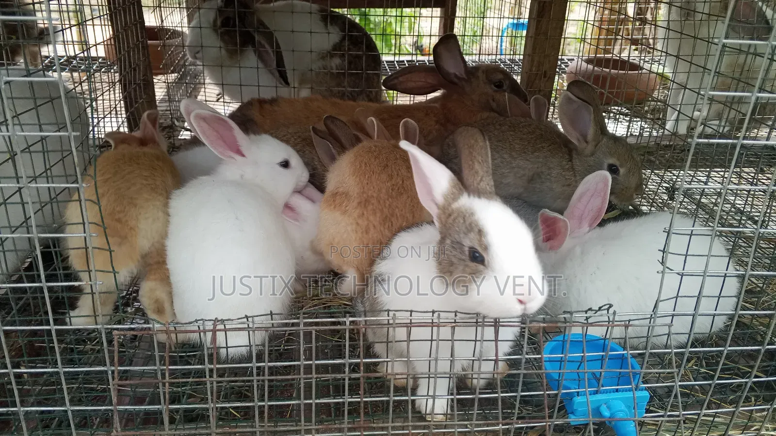 Rabbit Weaners (From Pure Breed Buck) in Agona West Municipal - Farm ...