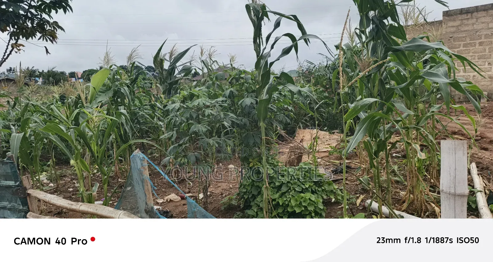 Half Plot of Land for Sale Amasaman Danchira, 35,000