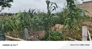 Half Plot of Land for Sale Amasaman Danchira, 35,000