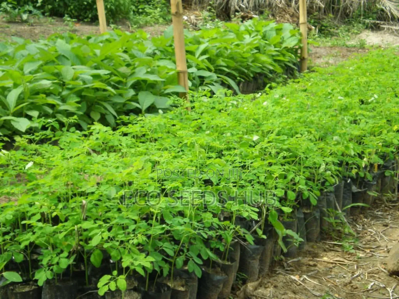 Moringa Seedlings