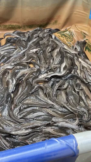 Catfish Fresh 1000 Fishes