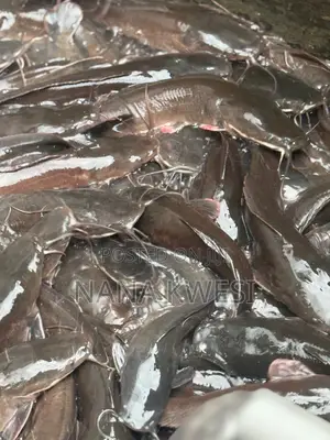 Catfish for Sale