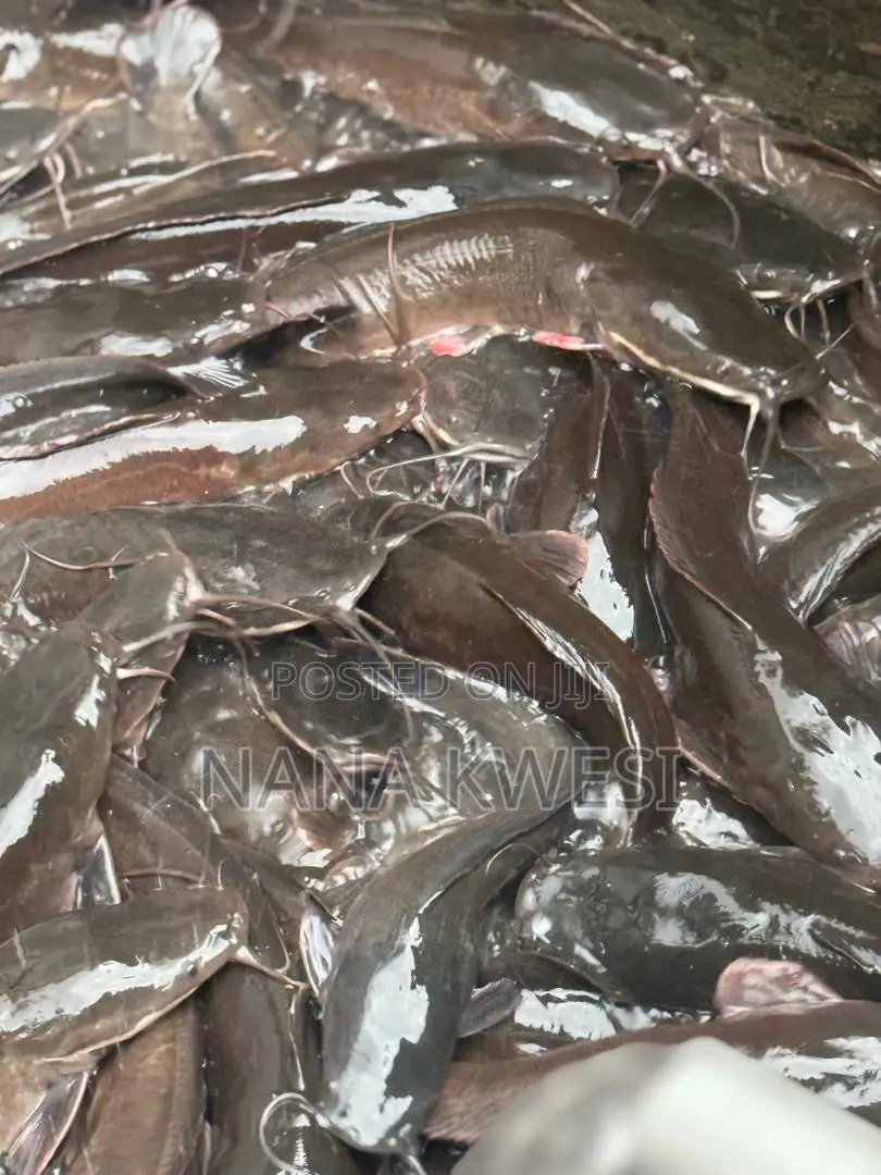Catfish for Sale