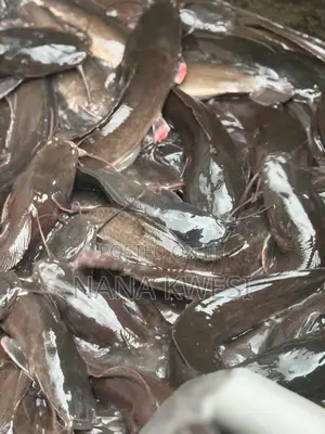 Catfish for Sale
