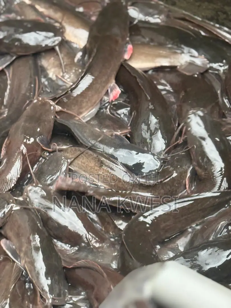 Catfish for Sale