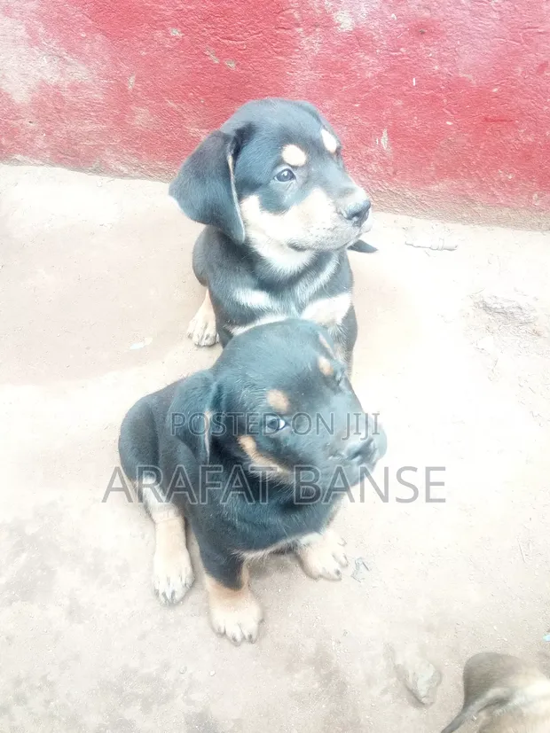 African Boerboel Boerboel And Rottweiler Boerboel Mix 2025