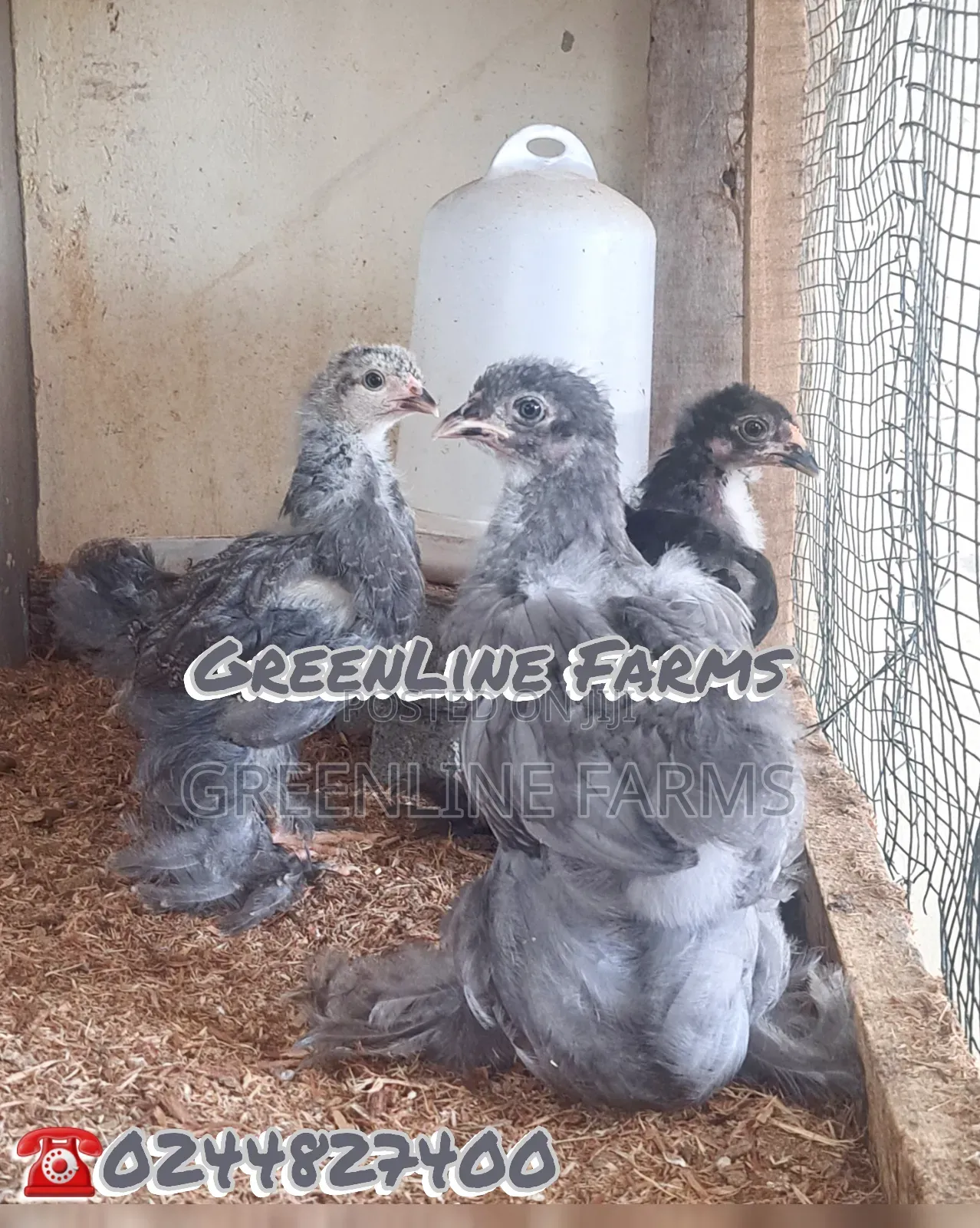 Day Old Brahma Chicks