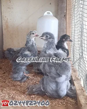 Day Old Brahma Chicks