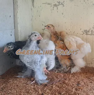 Day Old Brahma Chicks