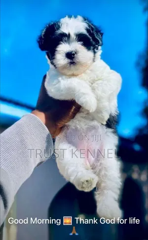 1-3 months Female Purebred Poodle