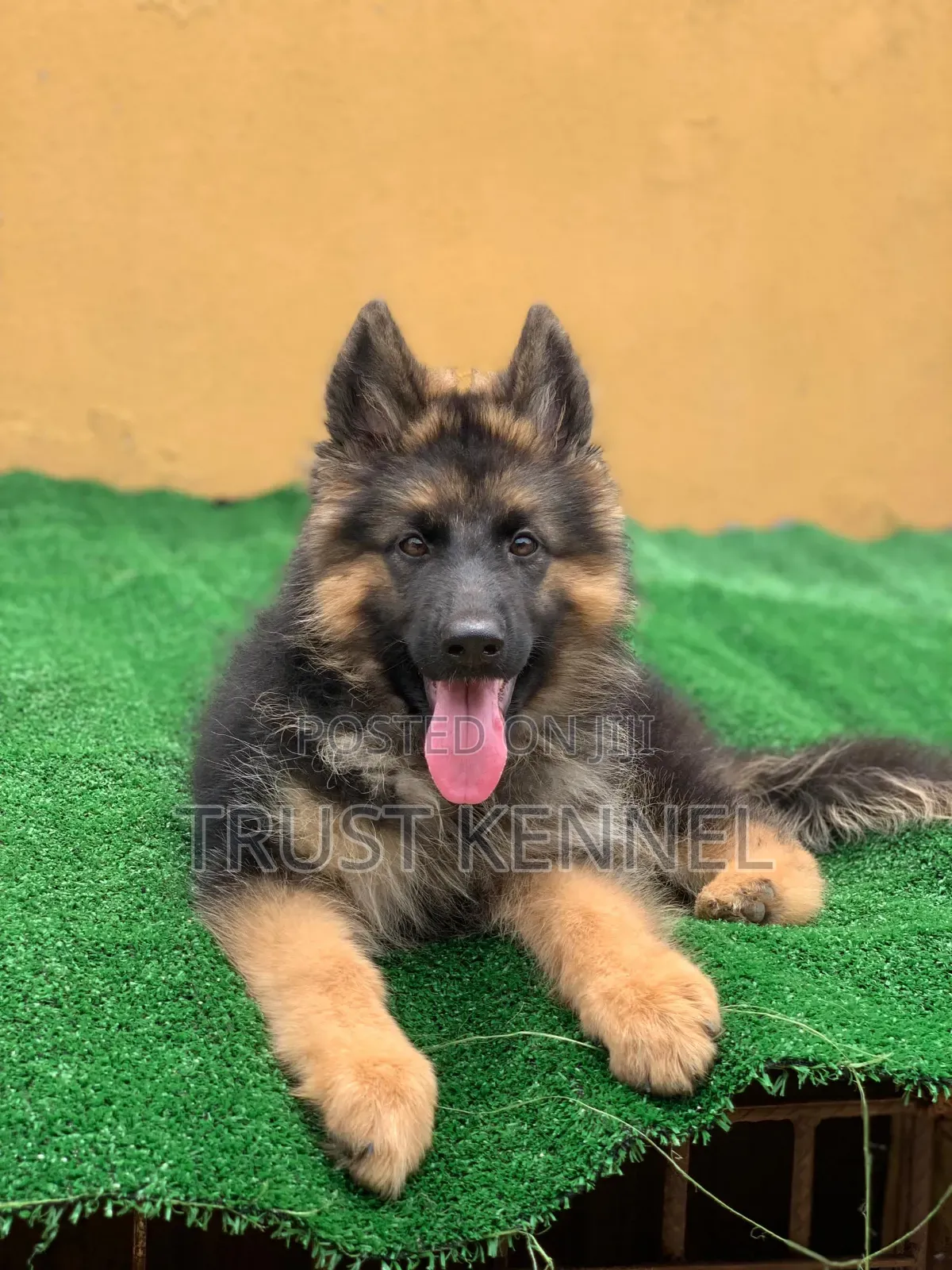 1-3 months Male Purebred German Shepherd