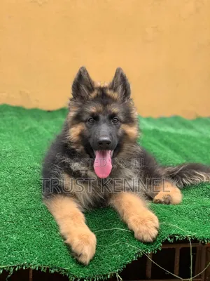 1-3 months Male Purebred German Shepherd