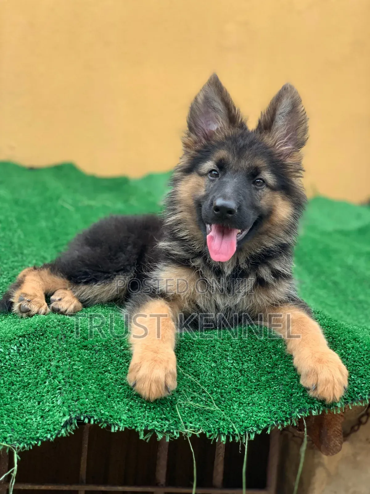 1-3 months Male Purebred German Shepherd