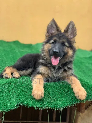 1-3 months Male Purebred German Shepherd