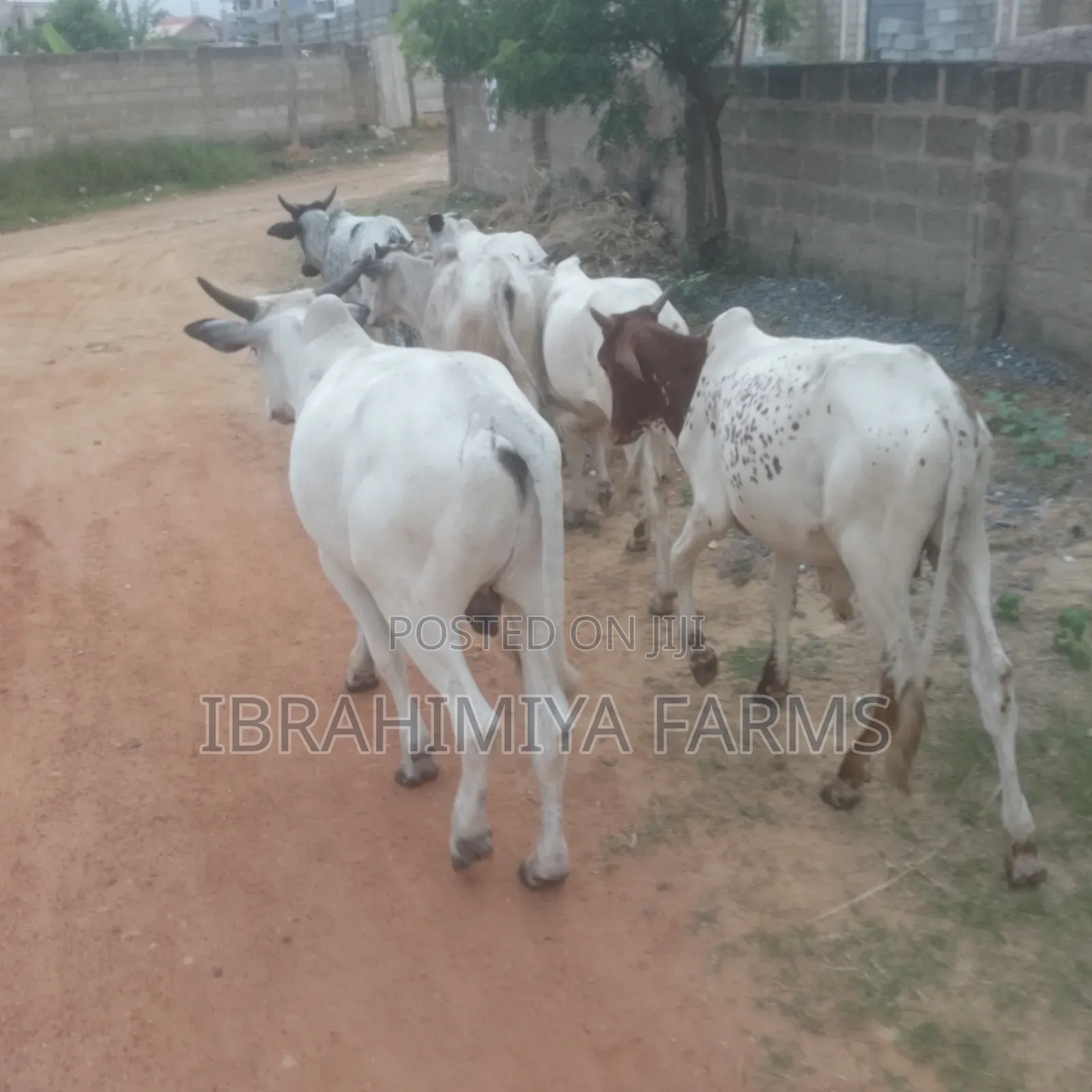 Cows Available