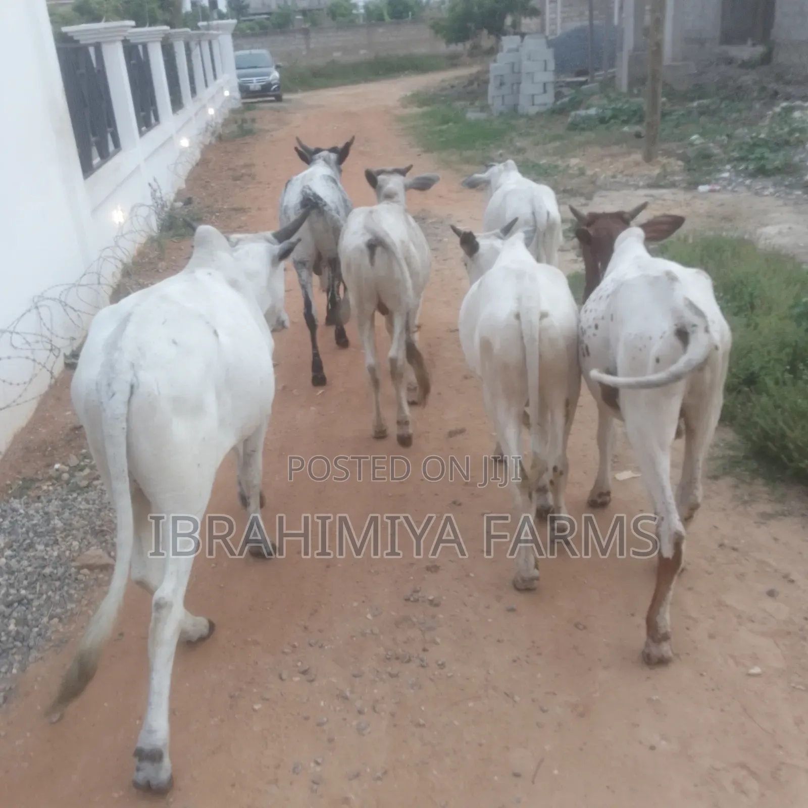 Cows Available
