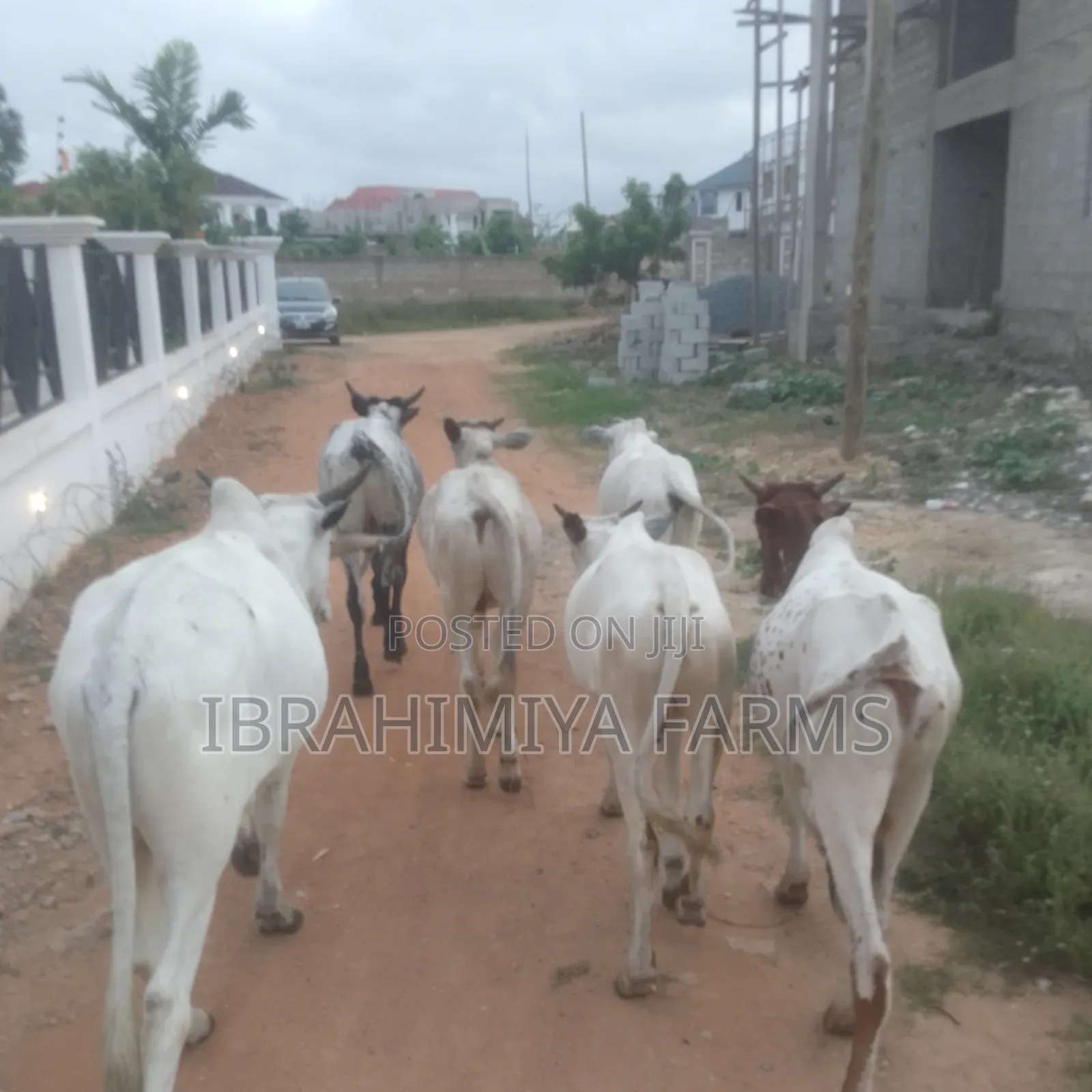 Cows Available