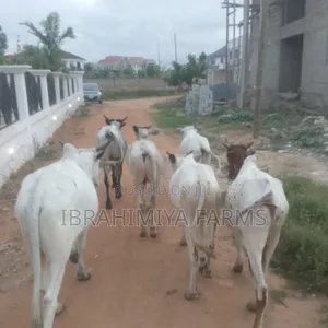 Cows Available