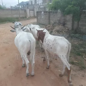 Cows Available