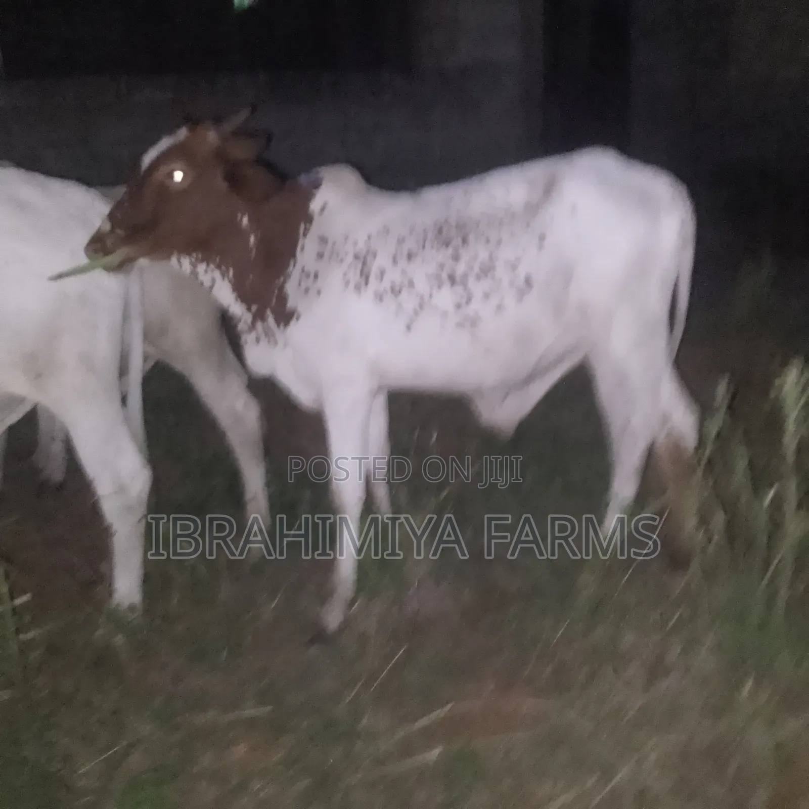 Cows Available