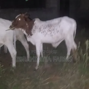 Cows Available