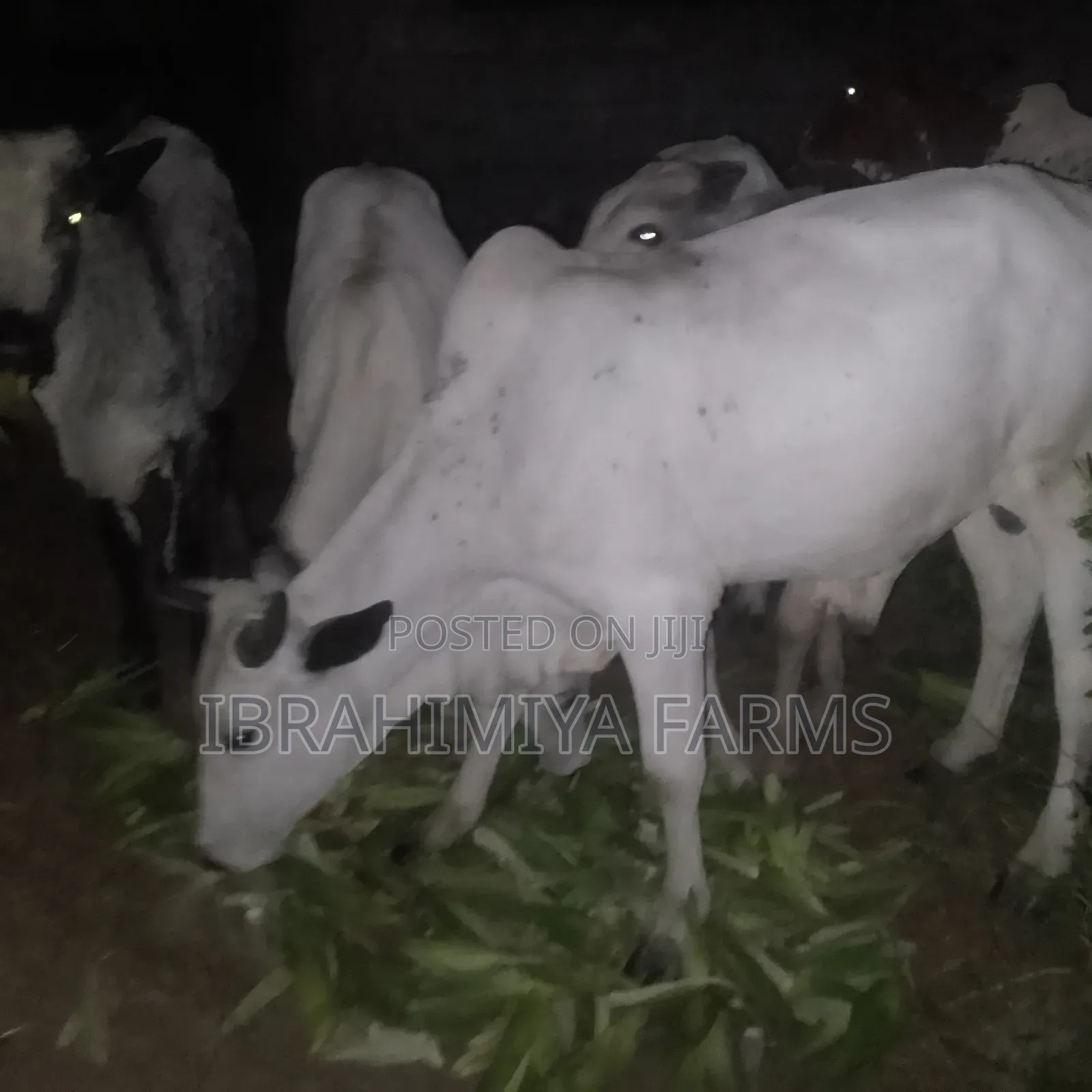 Cows Available