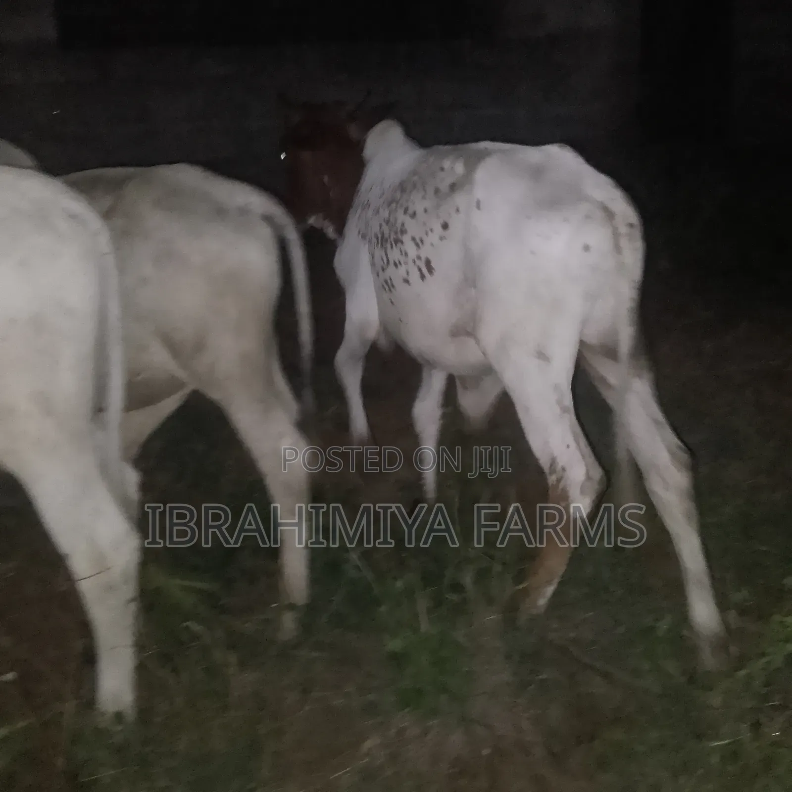 Cows Available