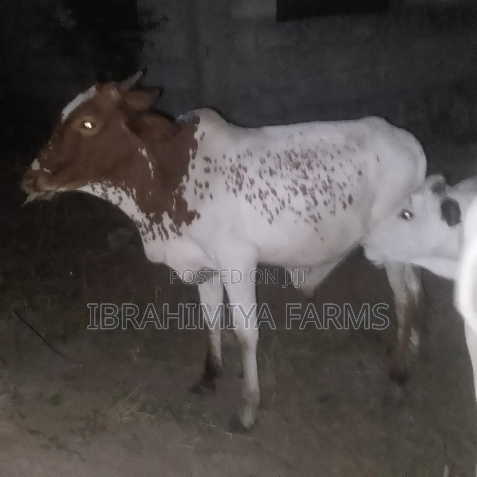 Cows Available