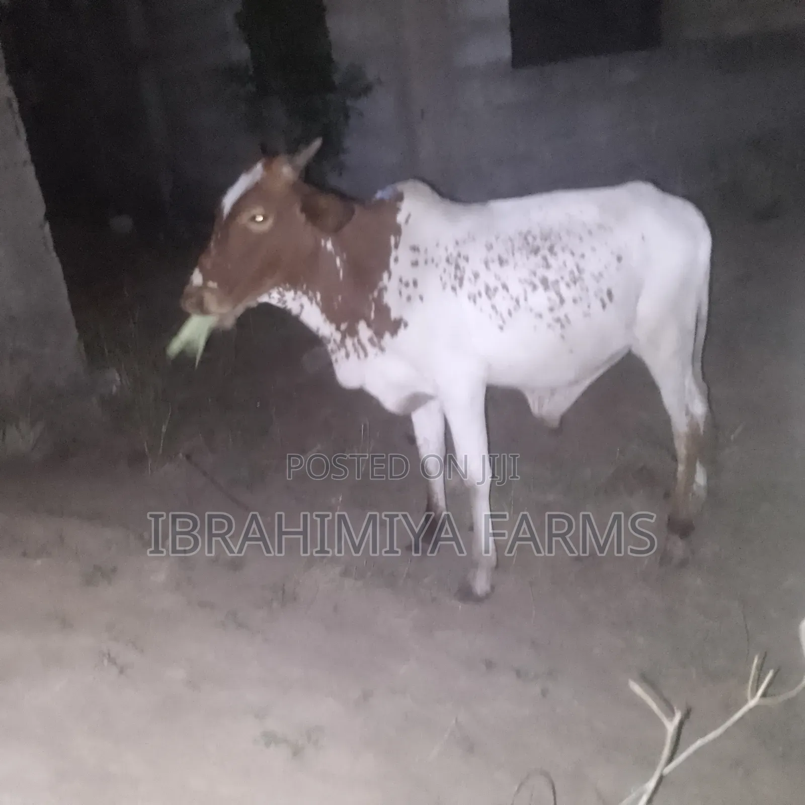 Cows Available