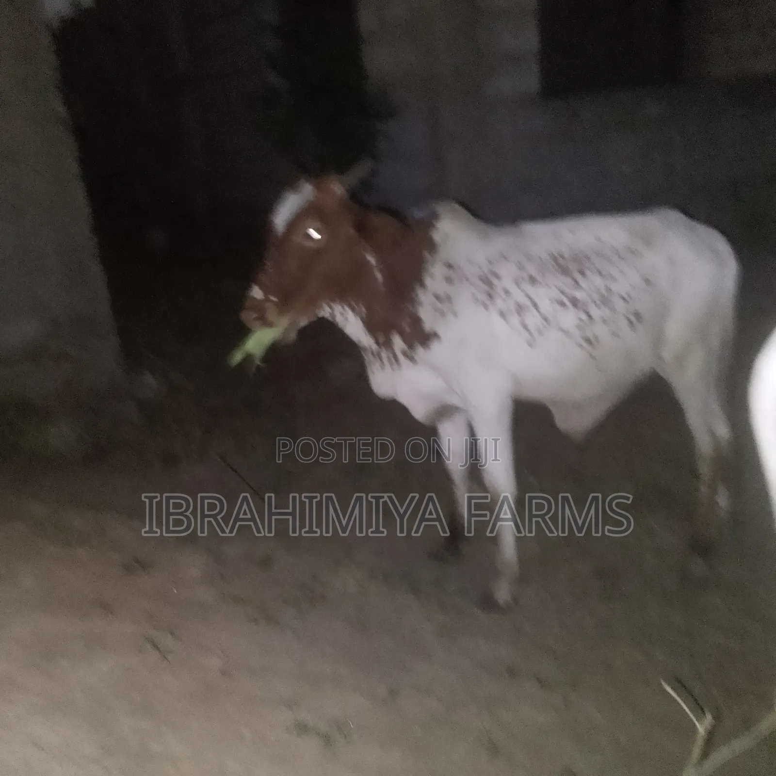 Cows Available