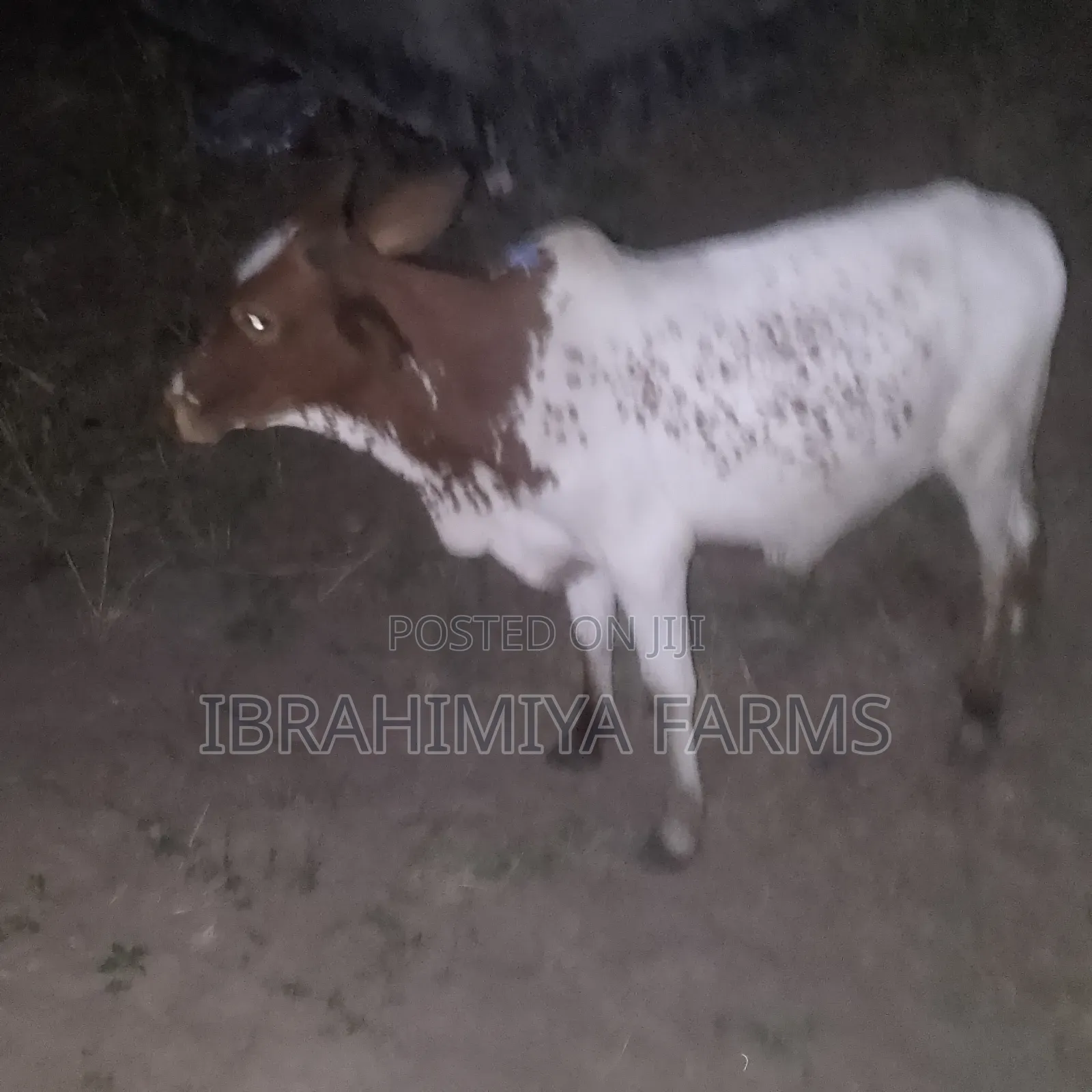 Cows Available