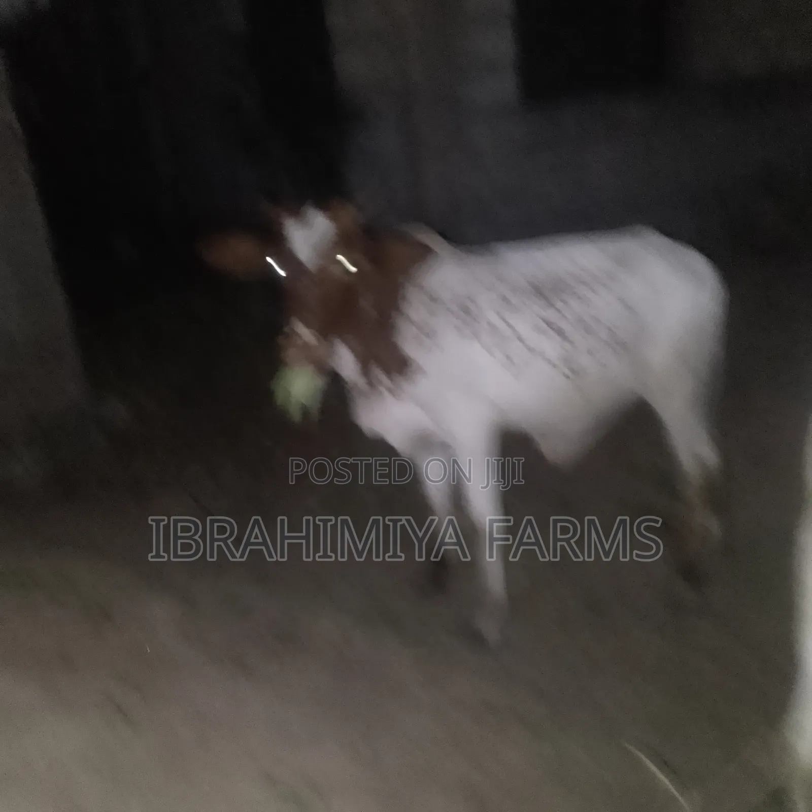 Cows Available