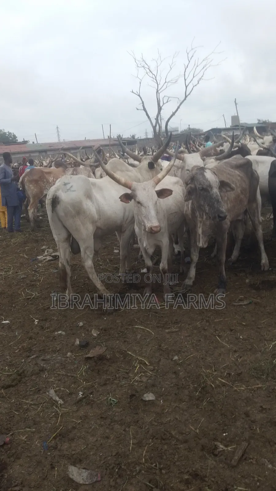 Cows Available