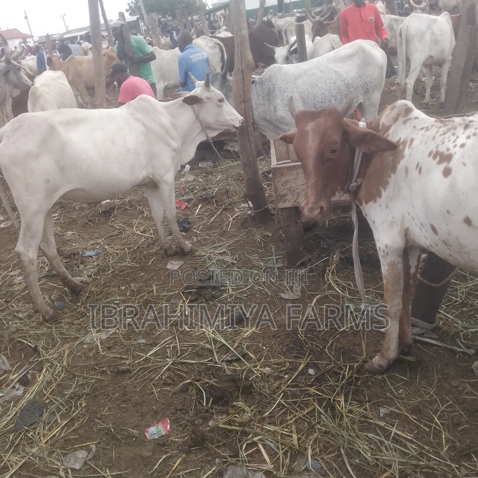 Cows Available