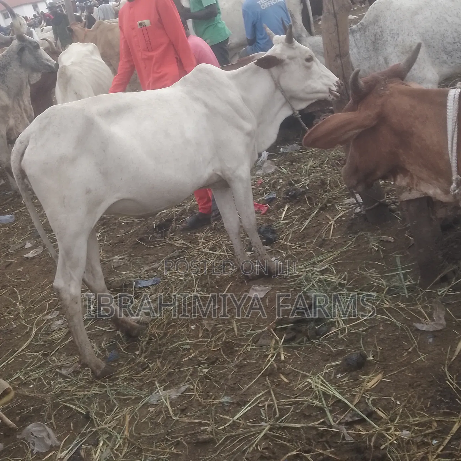Cows Available