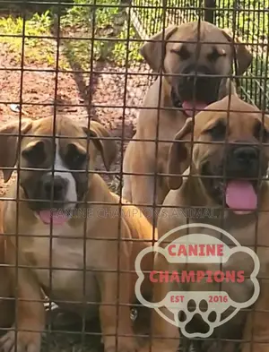 1-3 months Female Purebred Boerboel