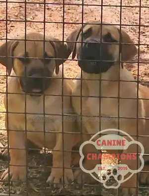 1-3 months Female Purebred Boerboel