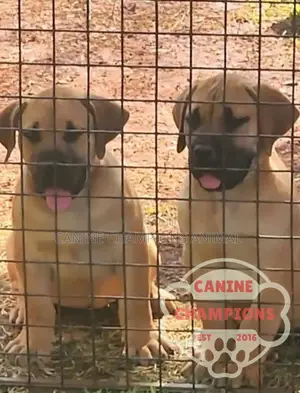 1-3 months Female Purebred Boerboel