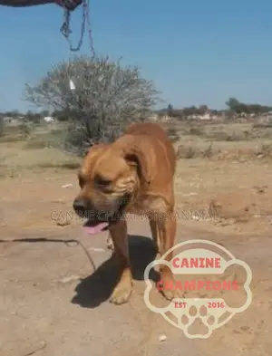 1-3 months Female Purebred Boerboel