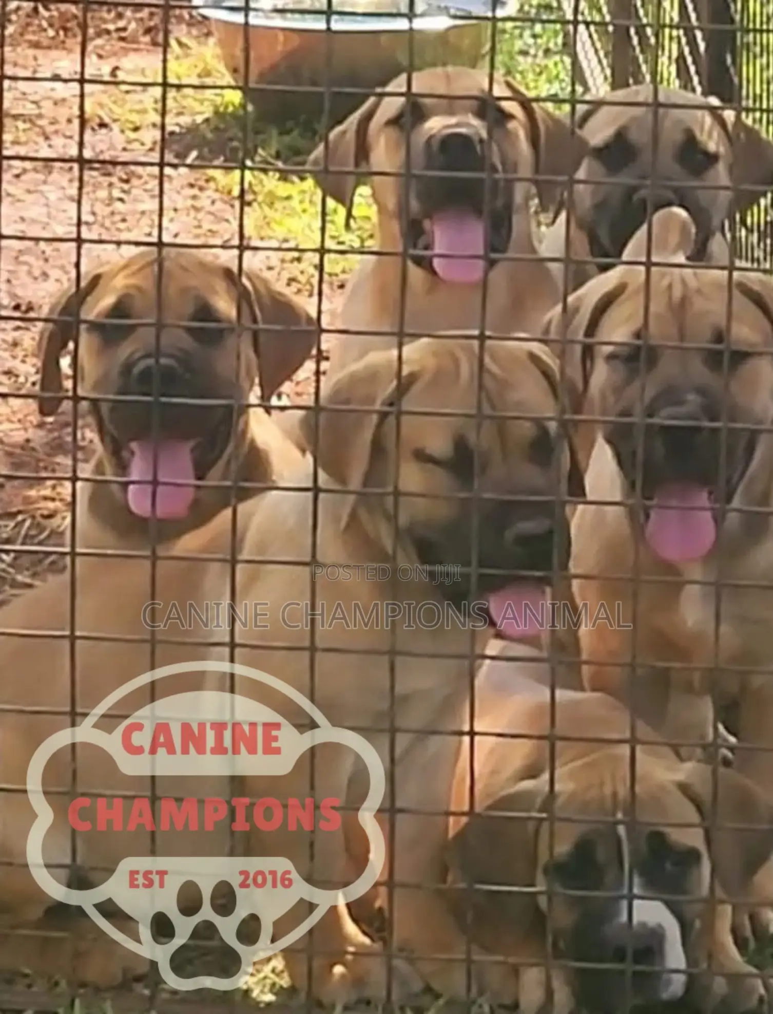 1-3 months Female Purebred Boerboel