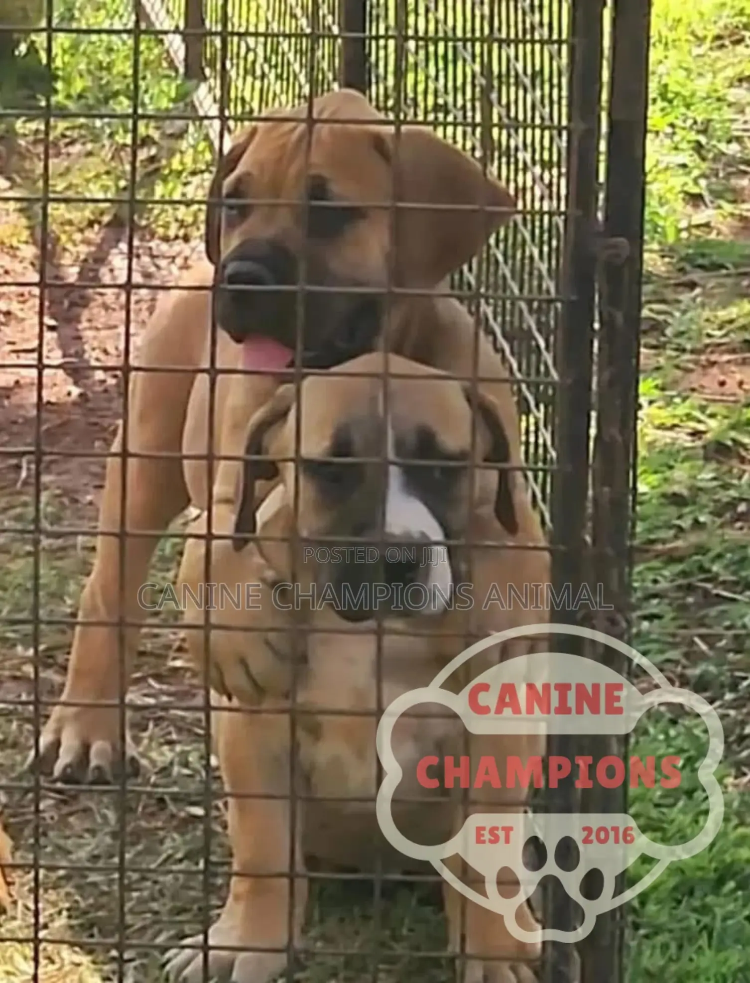 1-3 months Female Purebred Boerboel