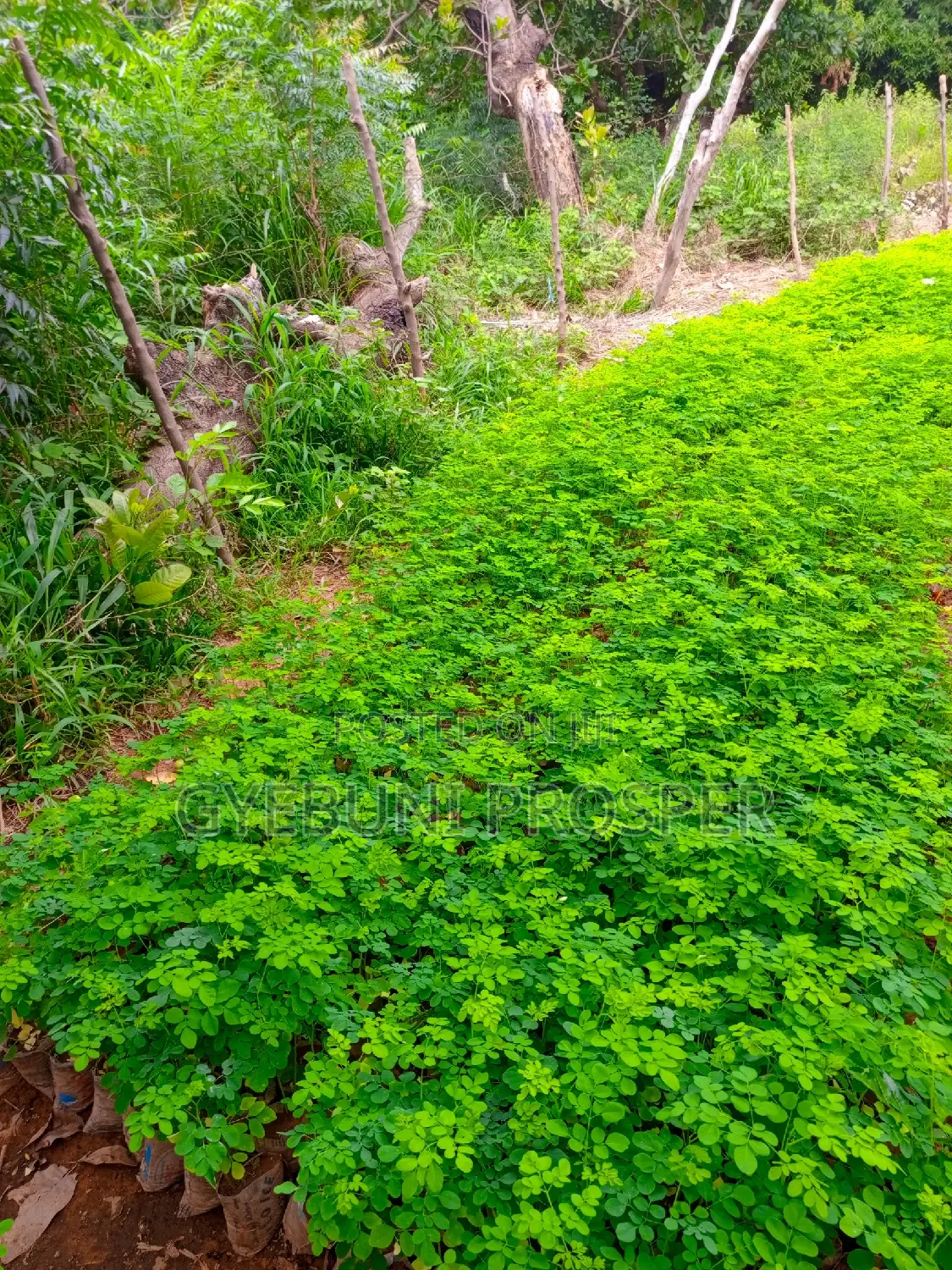 Moringa Seedlings