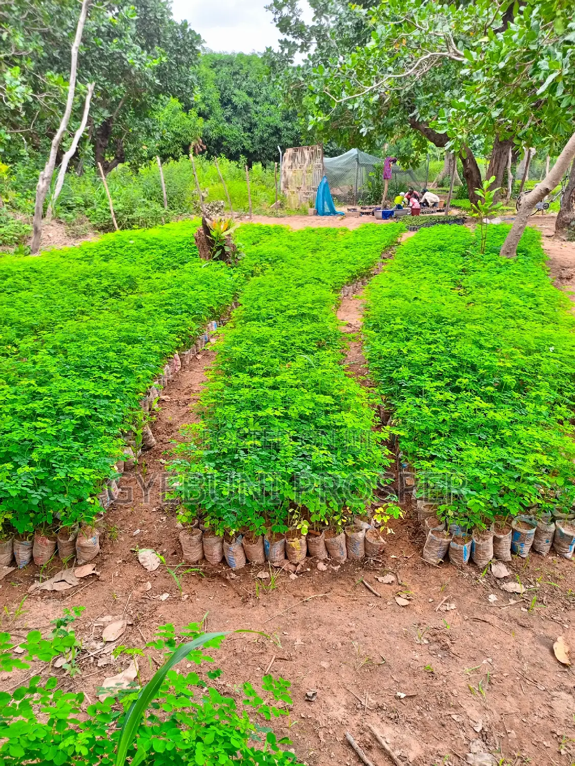 Moringa Seedlings